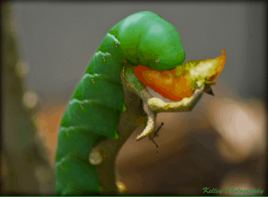 tomato plant worm