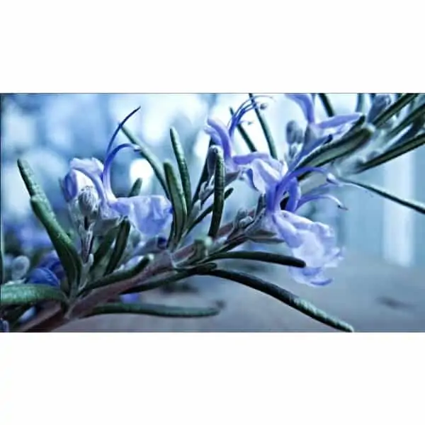 Close-up of a rosemary branch with delicate Christmas flowers.