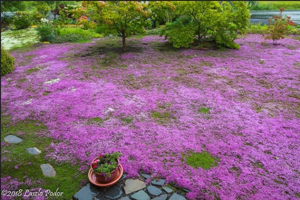 How To Plant Grass Seed To Get A Lush Lawn - You Had Me At Gardening