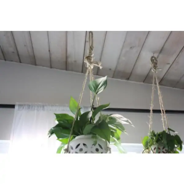 How to Hang Plants from the Ceiling