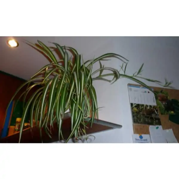 low light indoor plants