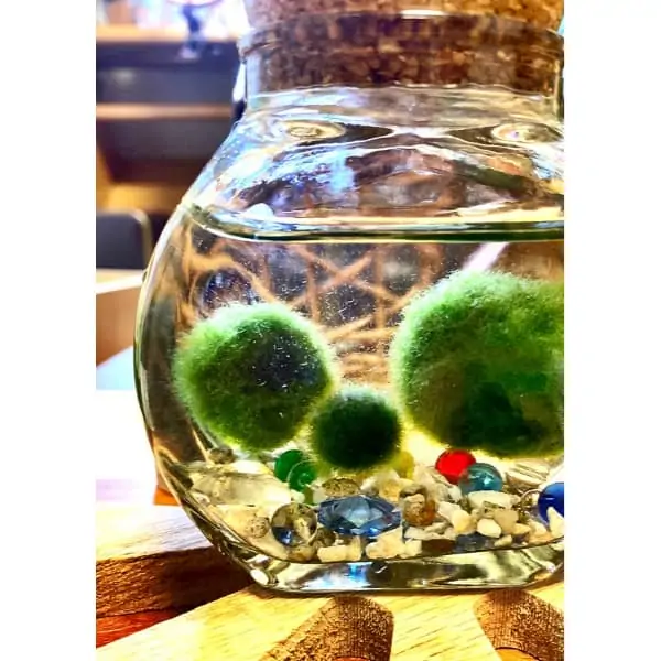 A glass jar containing water, marimo moss balls, and multicolored pebbles on a wooden surface, houses low light indoor plants.