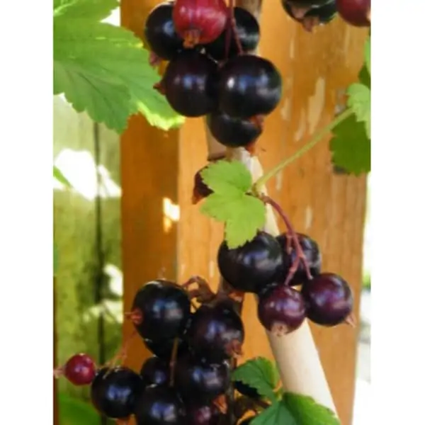 Ripe blackcurrant berries, easy fruits to grow, hanging from a branch.