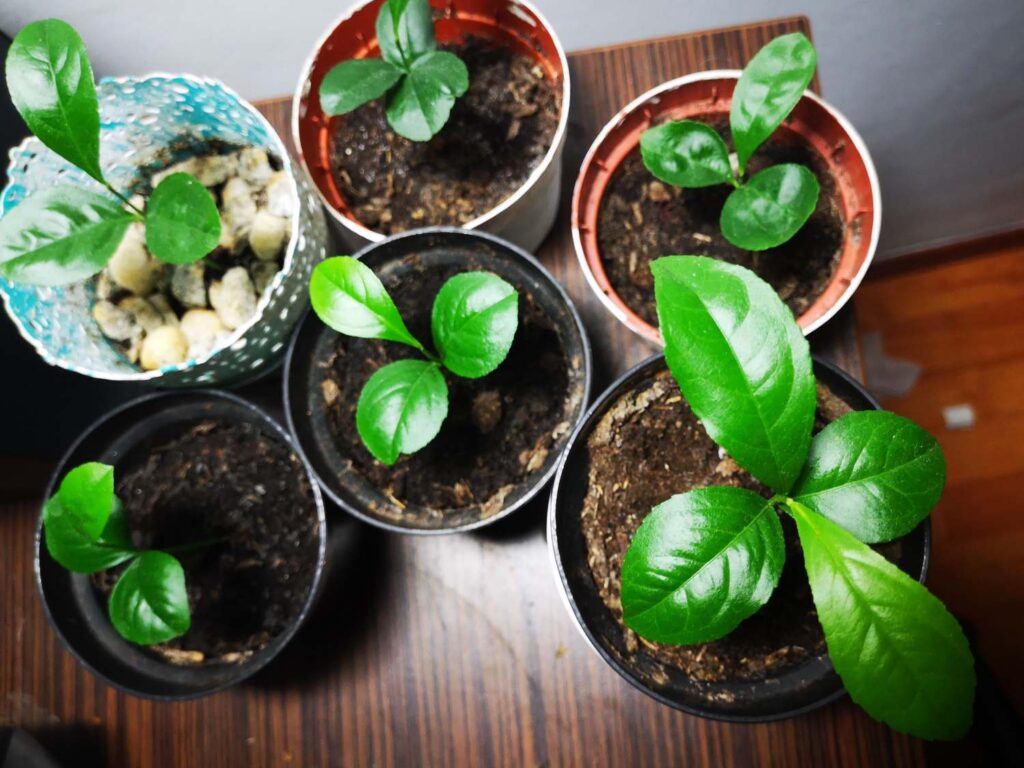 A collection of young potted lemon tree plants with vibrant green leaves, showcasing early growth stages, on a wooden surface.