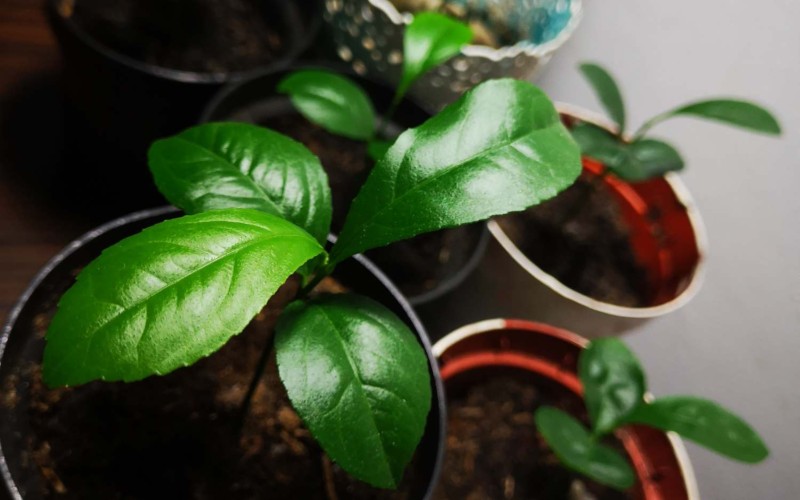 Young lemon tree plants experiencing growth stages in pots with soil, accompanied by detailed info.