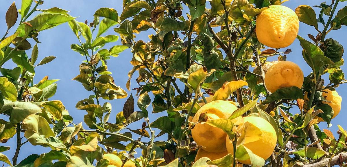 Beautiful lemon tree bearing lemons in front of a bluebird sky