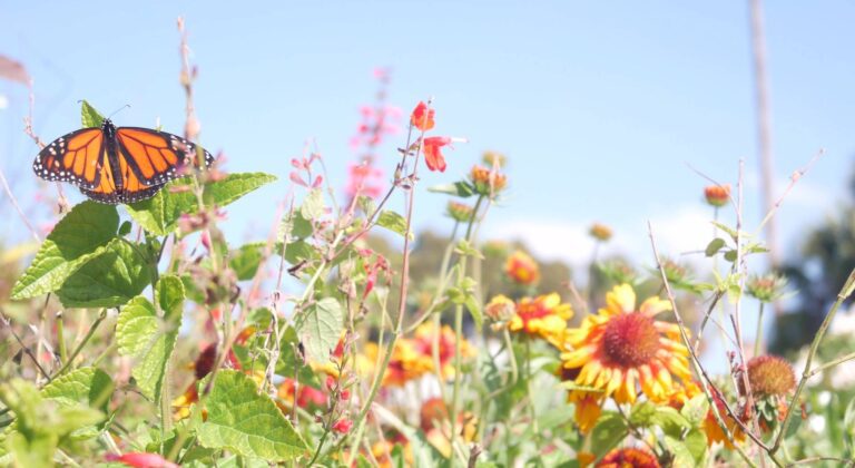 How to Transplant Native Wildflower Perennials into Your Yard - You Had ...