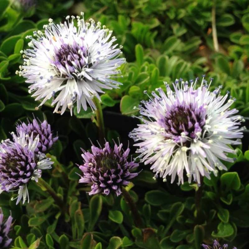 Close-up of purple and white globe flowers, known for being hardy to zone 4, with lush green leaves in the background.