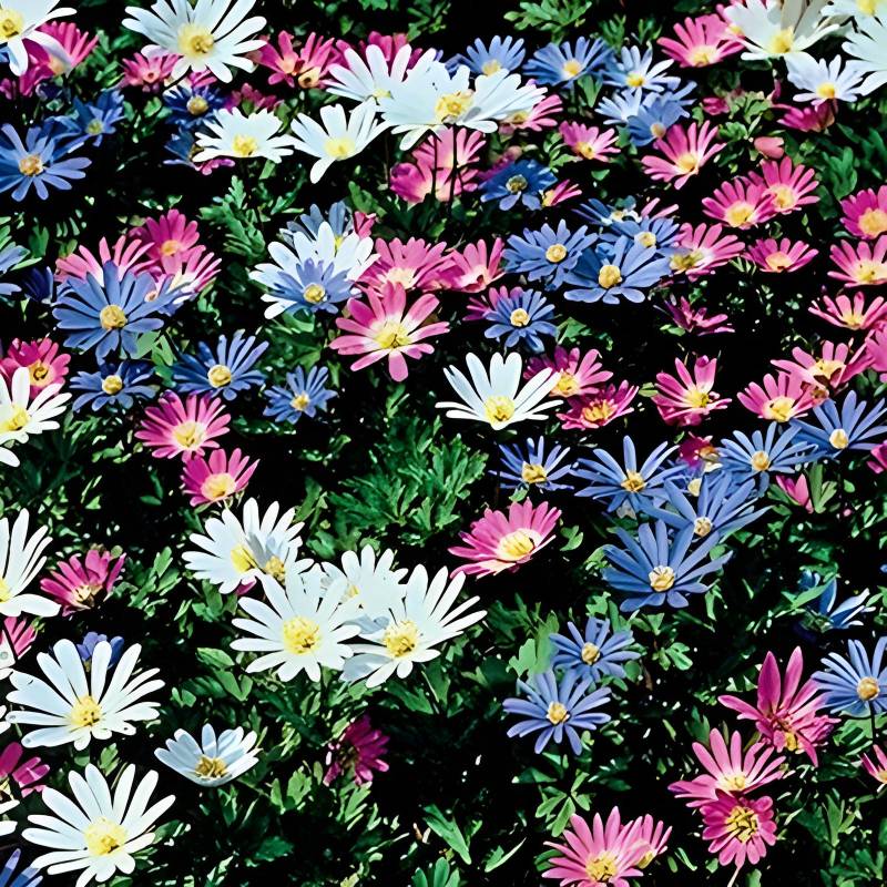 A colorful field of daisy-like flowers in white, pink, and purple hues thrives amid green leaves. These non-invasive blooms are full-sun perennials that flourish beautifully in Zone 4 gardens.