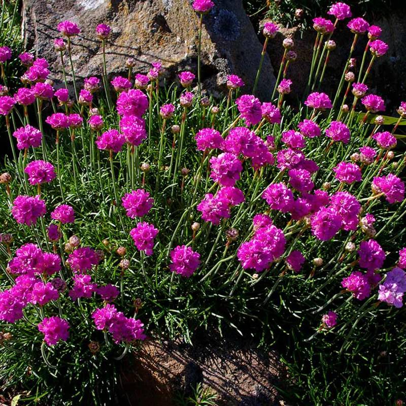 Pink sea thrift flowers in bloom, thriving as perennials in the rocky terrain, bask under full sun.