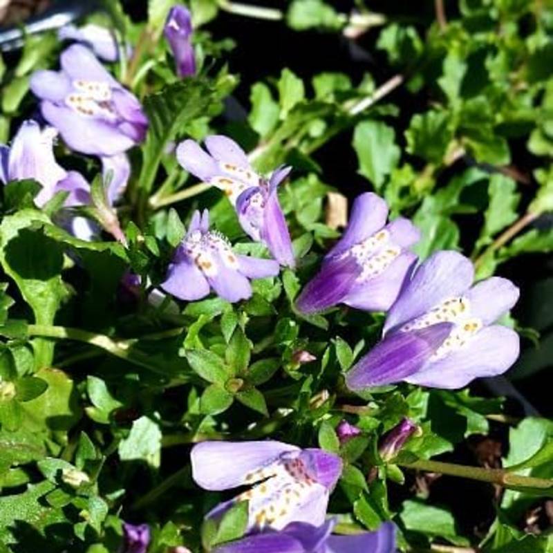 Purple flowers with white and yellow centers surrounded by green leaves, these non-invasive blooms thrive as perennials in full sun.