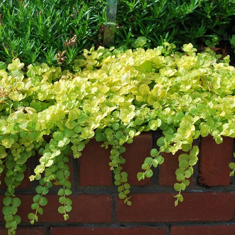 Bright green creeping Jenny plants, known for being non-invasive perennials, cascade beautifully over a sun-drenched brick wall.