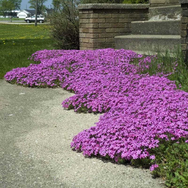 Purple flowers, creeping phlox, thrive in full sun beside a concrete path near brick steps. Ideal for Zone 4 gardens, these non-invasive perennials add vibrant color without overtaking their surroundings.