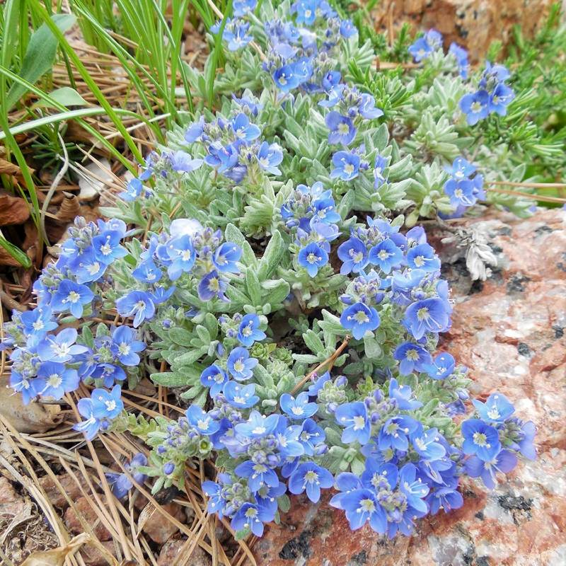 This cluster of small blue flowers, thriving in full-sun perennials, is adorned with green leaves and grows beautifully on a rocky surface.