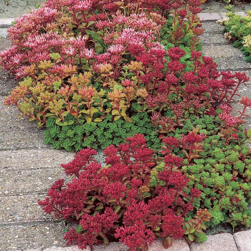 Colorful ground cover plants with red and pink flowers and green leaves flourish between stone paths, thriving as non-invasive perennials in full sun, perfect for Zone 4 gardens.