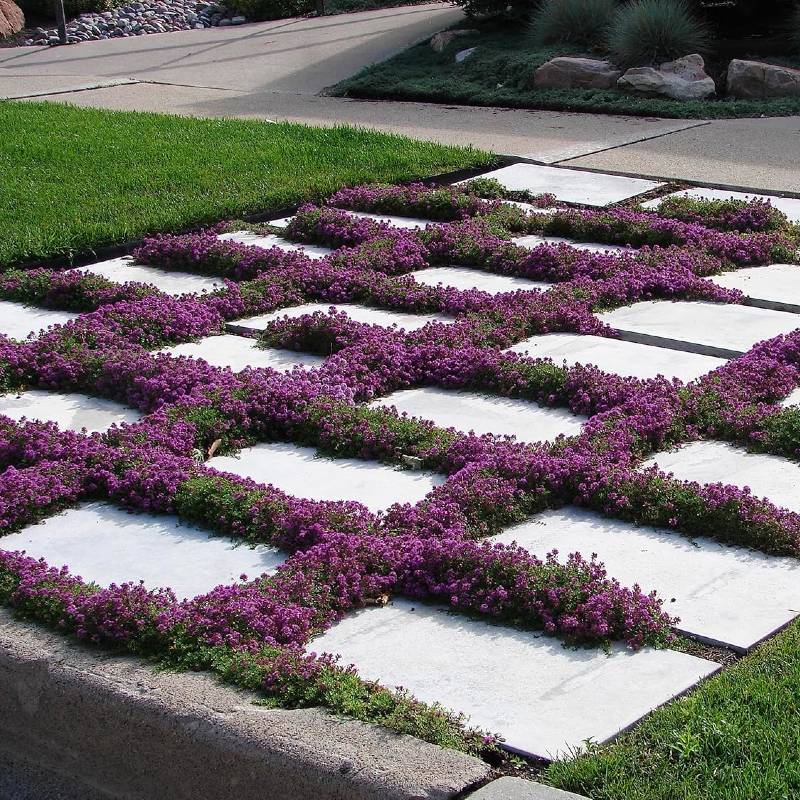 A garden path with a checkerboard pattern made of white square stones and purple perennials flourishing in the gaps, thriving beautifully in full sun.