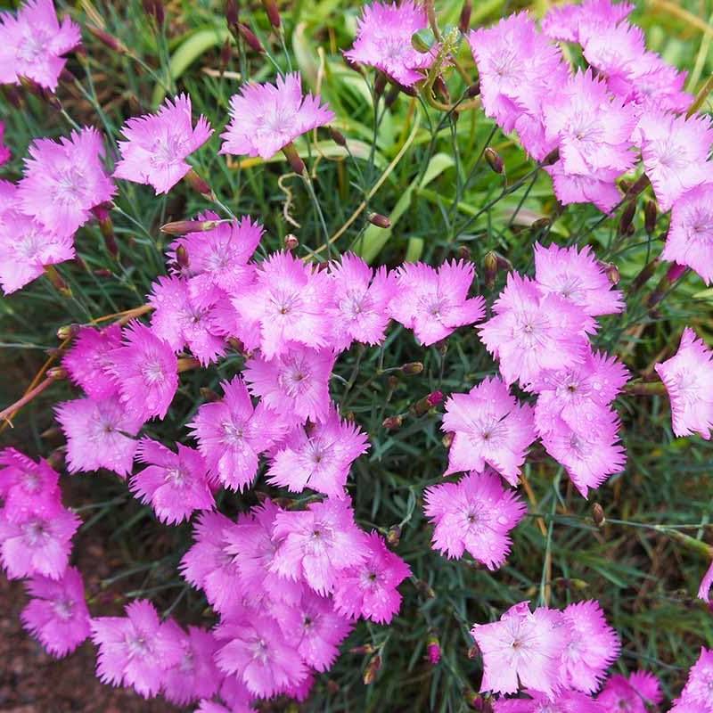 Pink fringed dianthus flowers with green foliage thrive as non-invasive perennials, perfect for full sun. Hardy in Zone 4, they bring a vibrant touch to any garden with minimal fuss.