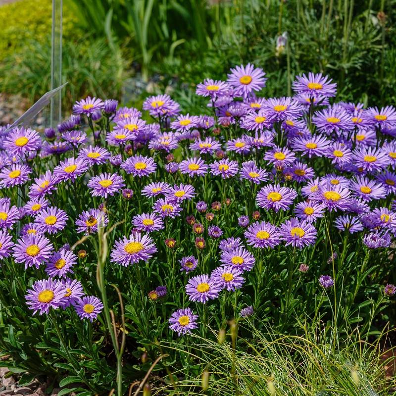 A cluster of non-invasive purple daisies with yellow centers thrives in a garden, basking in full sun and surrounded by lush green foliage.