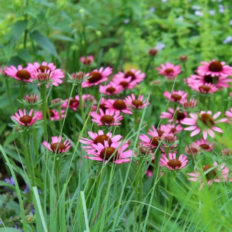 A cluster of pink coneflowers with dark centers thrives in the garden, surrounded by green grass and foliage. These full-sun, non-invasive perennials are perfect for creating vibrant displays, even in Zone 4 hardy conditions.