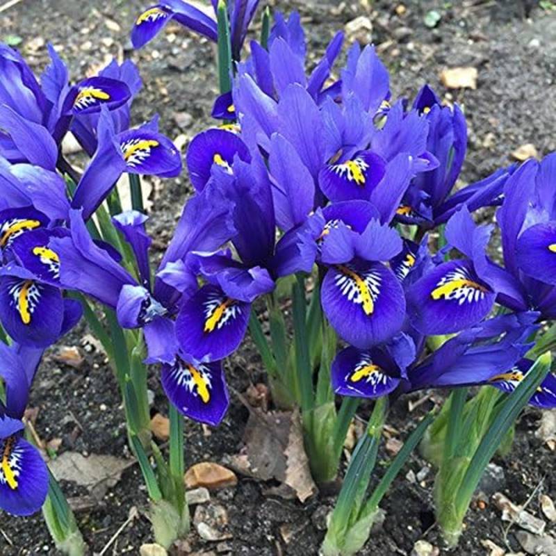 A cluster of vibrant purple iris flowers with yellow and white accents on the petals flourishes in a garden bed, showcasing the beauty of hardy, non-invasive perennials.