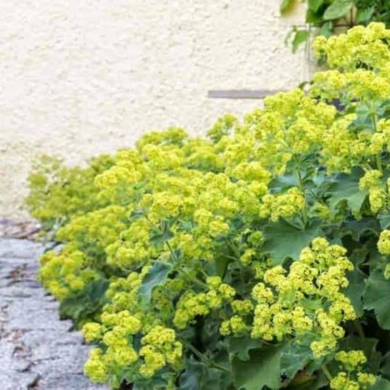 A cluster of bright green flowering perennials lines the stone pathway, thriving in full sun beside a cream-colored wall.