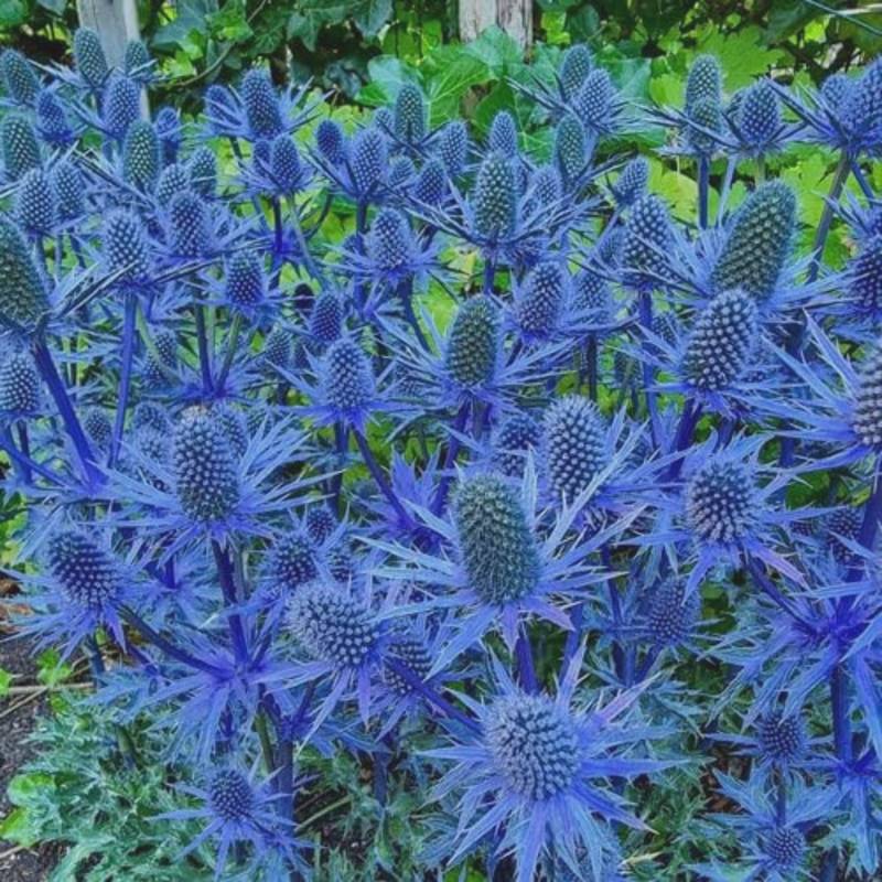 A cluster of vibrant blue sea holly flowers with spiky petals and cone-like centers thrives as full-sun perennials in a garden setting.