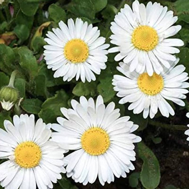 Five white daisies with yellow centers bloom among green leaves, thriving as hardy to Zone 4 full-sun perennials.