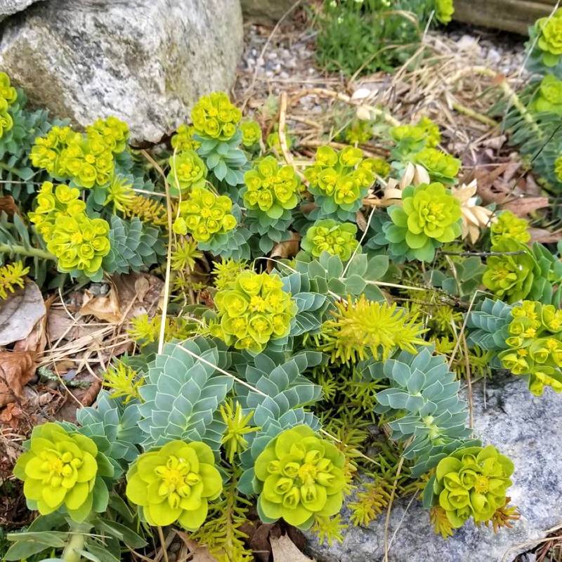 A cluster of green Euphorbia myrsinites plants thrives in full sun among rocks, displaying spiral leaves and bright yellow-green flowers.