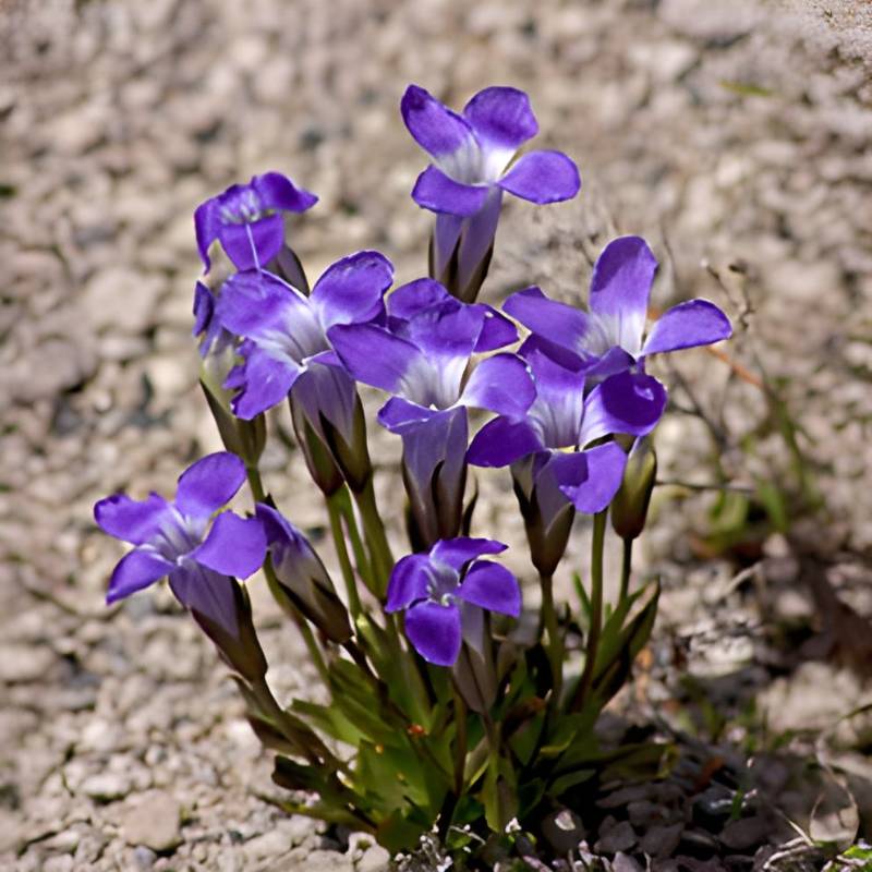 Purple flowers with white centers flourish in the rocky ground, thriving as non-invasive perennials. Ideal for Zone 4 gardens, these blooms bask beautifully in full sun.