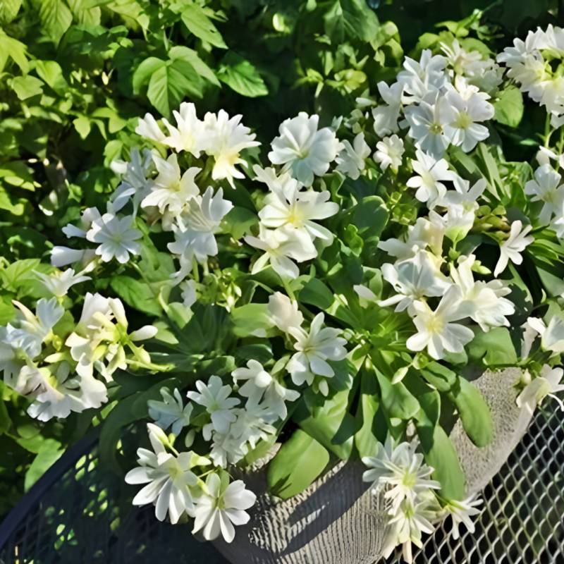 A planter box with blooming white flowers, surrounded by leafy greenery, thrives in full-sun conditions with non-invasive perennials.