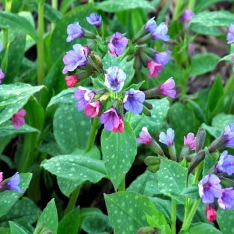 Perennials with purple and pink lungwort flowers and spotted green leaves thrive in full sun, perfect for Zone 4 gardens.