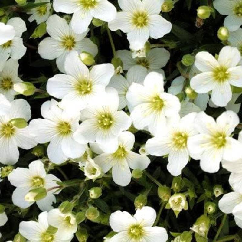 Close-up of white flowers with green centers and small buds, surrounded by green leaves, thriving in full sun. Ideal for Zone 4 gardens, these non-invasive perennials ensure beauty and balance in your landscape.