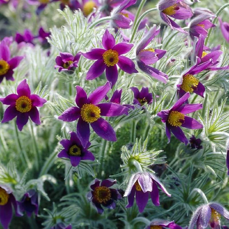 Purple and yellow pasque flowers with fuzzy green stems and leaves thrive in a full-sun garden setting, showcasing their beauty year after year as non-invasive perennials.