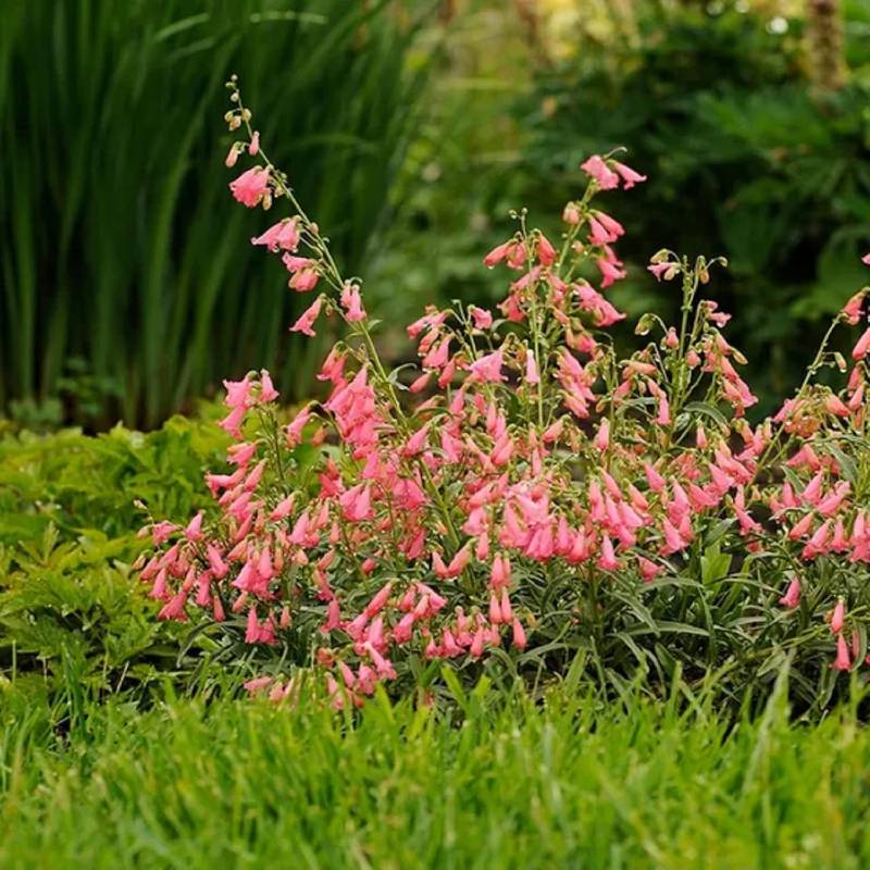 Pink penstemon flowers bloom amid lush green foliage in a garden setting, thriving as perennials in full-sun areas.