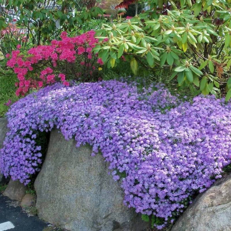 Purple and pink flowers, including phlox, cascade over rocks with green foliage under full sun, accompanied by a small tree in the background. Perfect for Zone 4 gardens, these non-invasive perennials create a charming and colorful display.