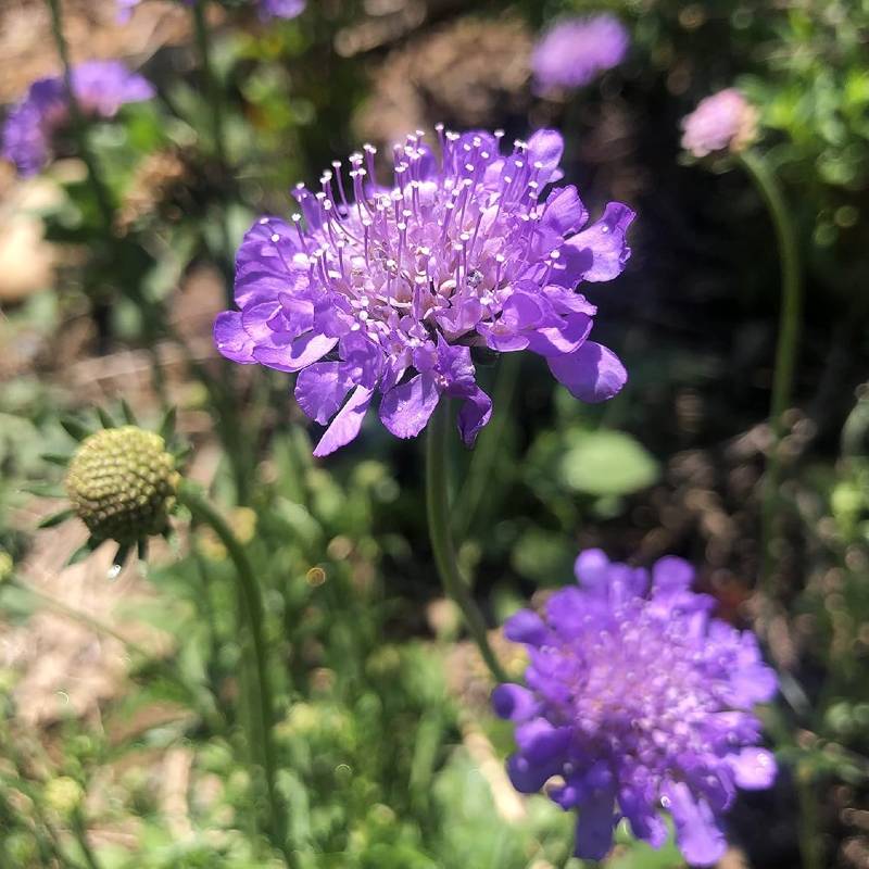 Close-up of purple scabiosa flowers in full bloom, thriving among green foliage. These non-invasive perennials are perfect for adding vibrant color to your garden without overwhelming it.