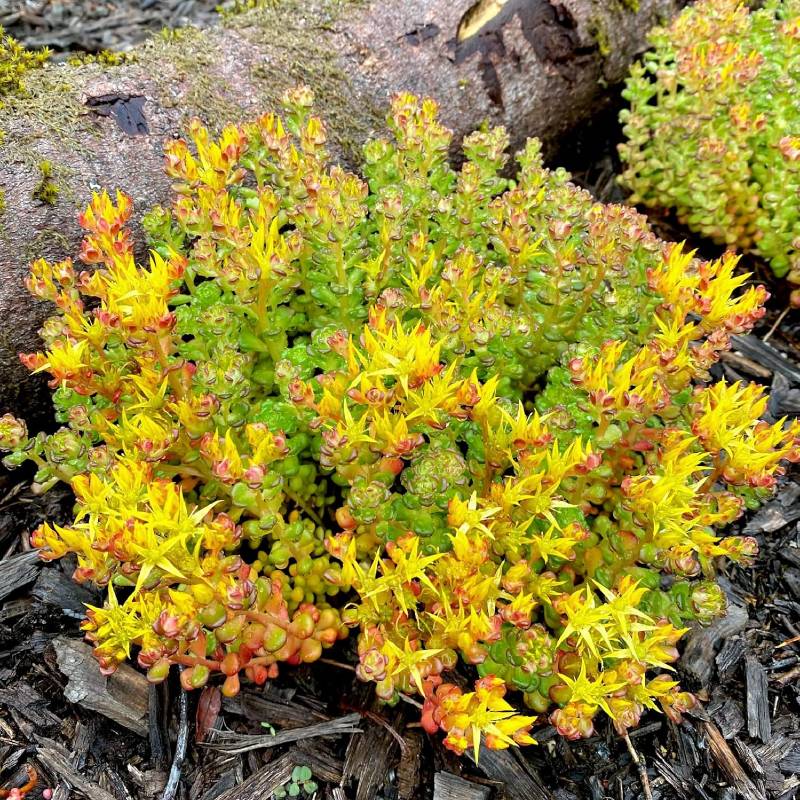 A vibrant cluster of green and yellow succulent plants, perfect for full-sun environments, grows near a tree trunk on mulch-covered ground. These non-invasive perennials thrive effortlessly in Zone 4, bringing life and color to the landscape year-round.