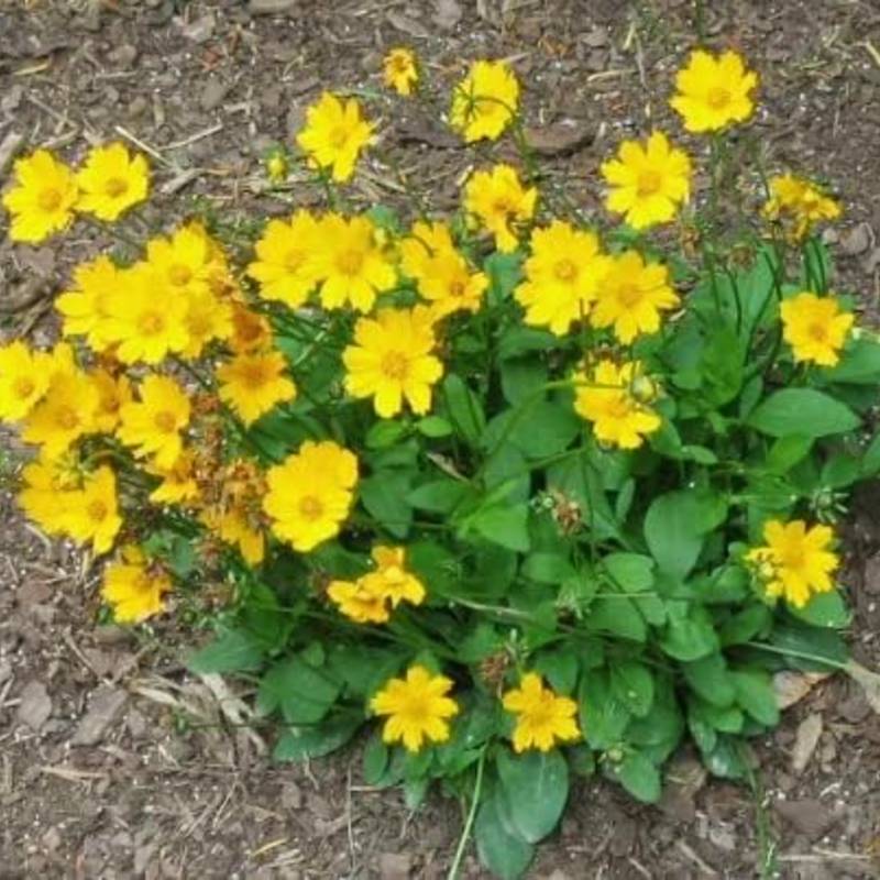 A cluster of bright yellow flowers with green leaves flourishes in a patch of soil, thriving as non-invasive perennials suited for Zone 4, basking in full sun.