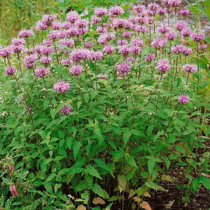 Purple bee balm flowers with lush green foliage thrive in a garden setting, showcasing their beauty as non-invasive perennials in full-sun.